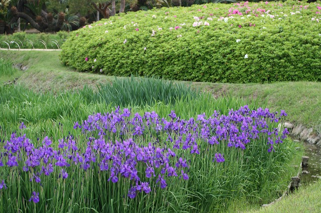 後楽園の花
