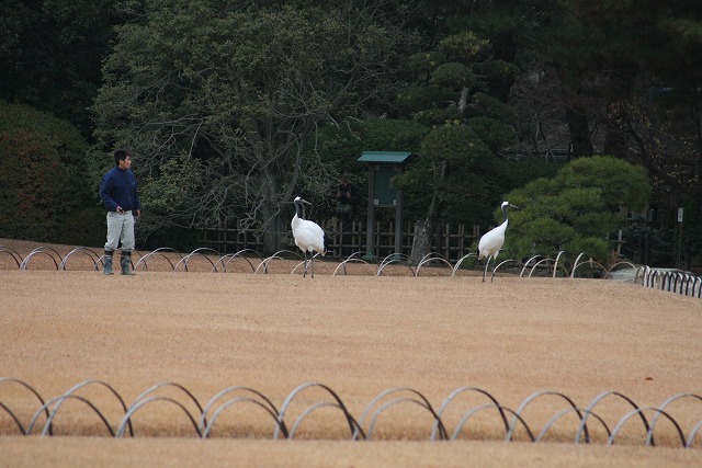 写真集、丹頂鶴の飛翔訓練その一