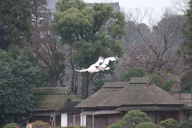 写真集、丹頂鶴の飛翔訓練その二