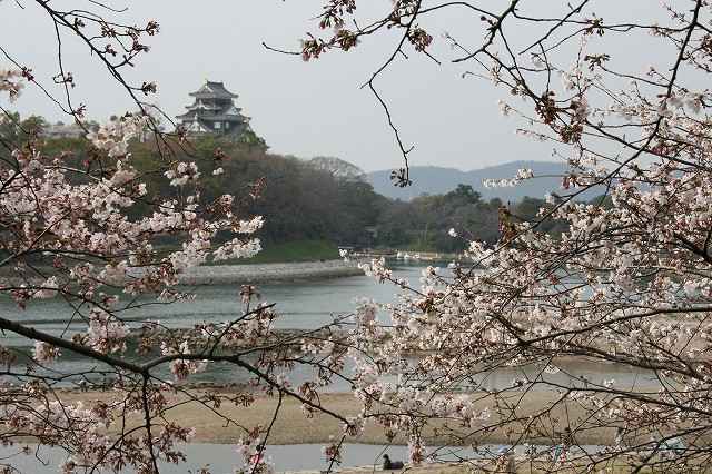 サクラの花と烏城