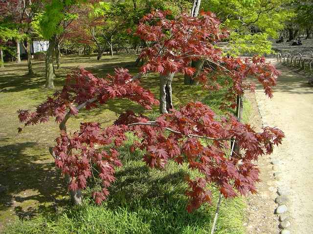 写真集、千入の森の楓が紅葉してます。