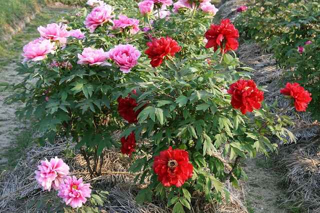 「井田」のボタンの花が満開です。