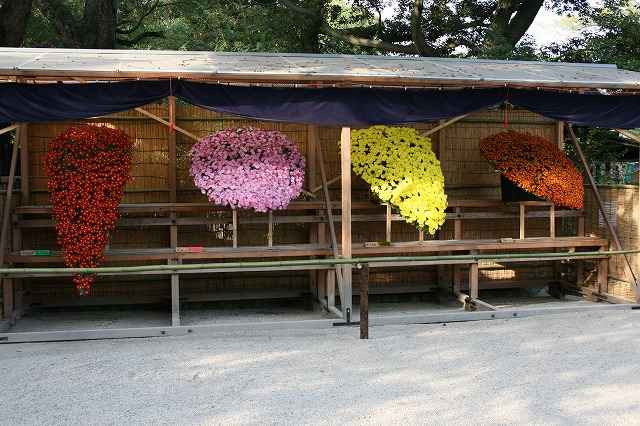 『写真集、後楽園菊花大会』