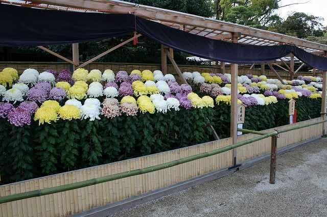 『写真集、後楽園菊花大会』