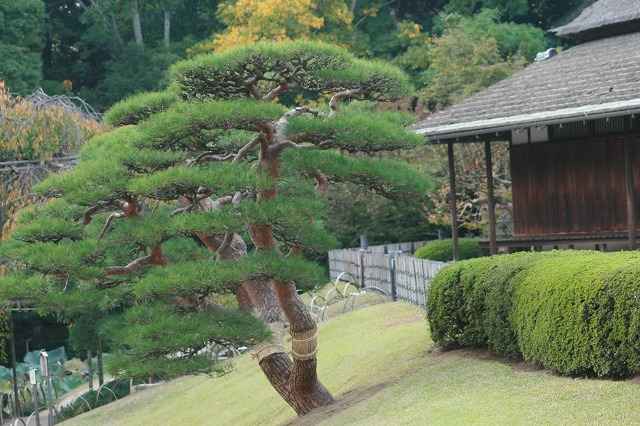 『写真集、後楽園の松に菰囲い』