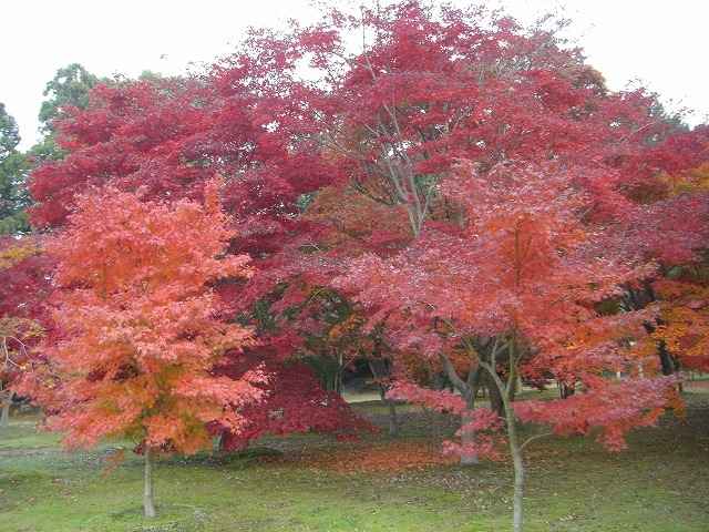 『写真集、後楽園千入の森の紅葉』