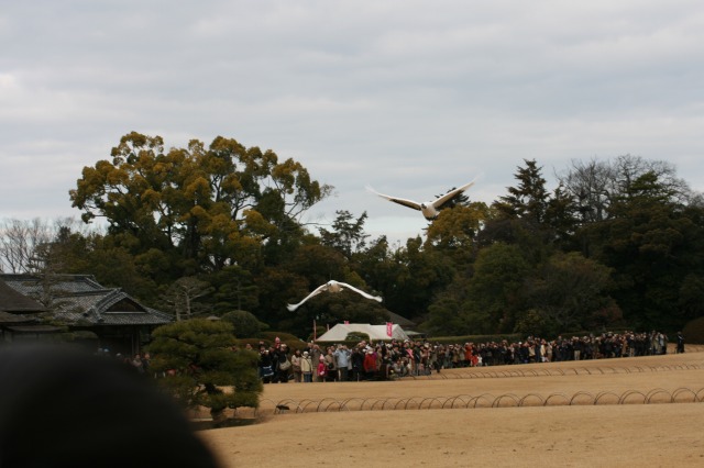 丹頂鶴の放鳥その一