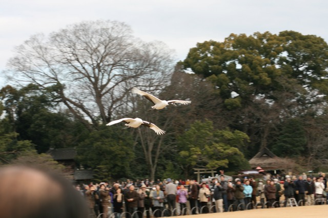 丹頂鶴の放鳥その二