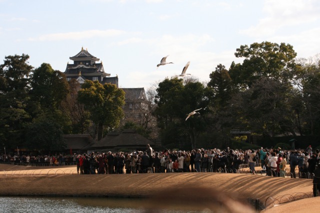 午後の部、丹頂鶴の放鳥その三