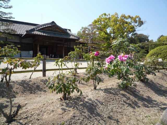後楽園、ボタンが咲き始めました。