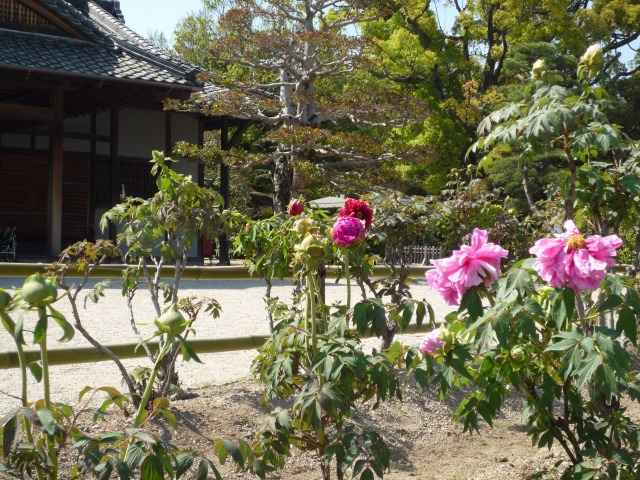 後楽園、ボタンが咲き始めました。