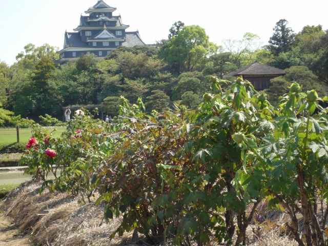 後楽園、ボタンが咲き始めました。