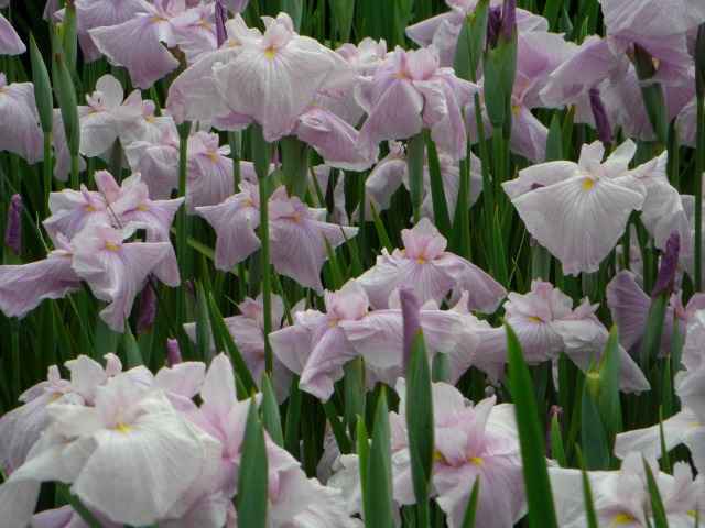 ԏҊƂȂ܂B