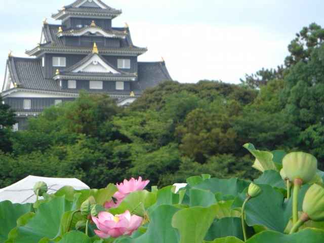 観蓮節、井田での様子