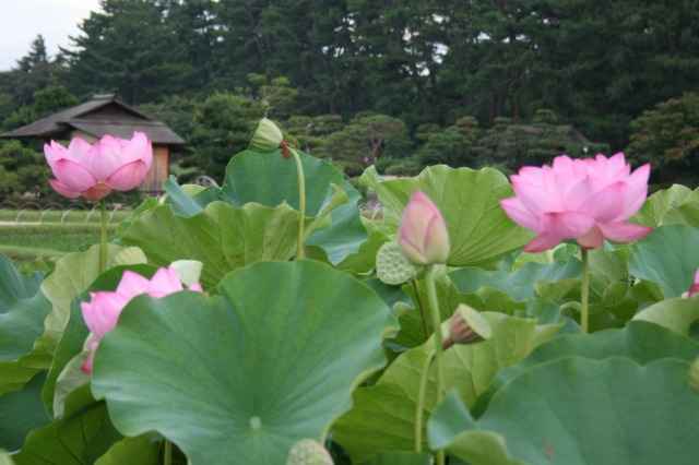 観蓮節、井田での様子