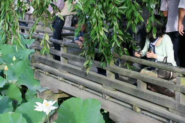 Ϙ@߁Aԗt̒r̗lq
