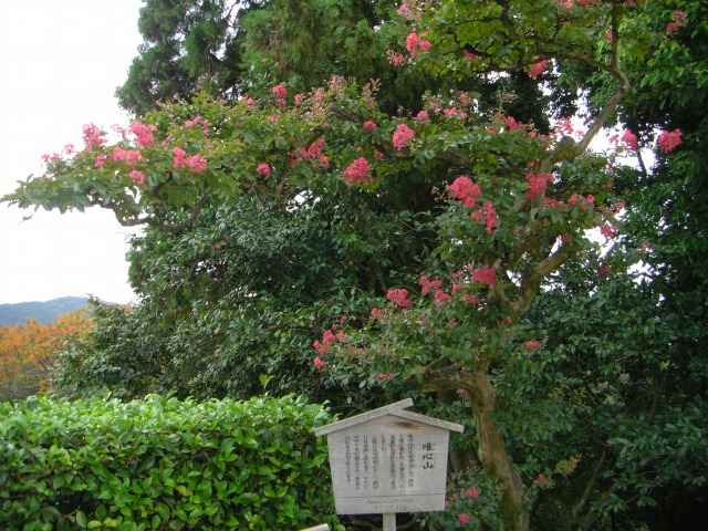 BSR̕Sg