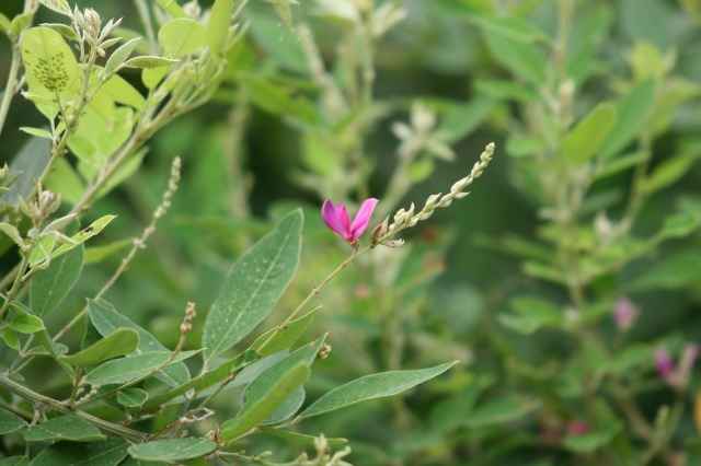 萩の花が咲いています。