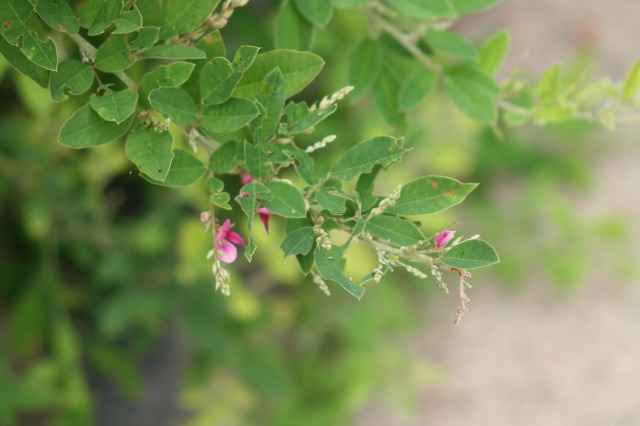萩の花が咲いています。