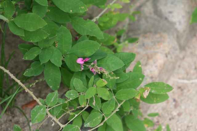 萩の花が咲いています。