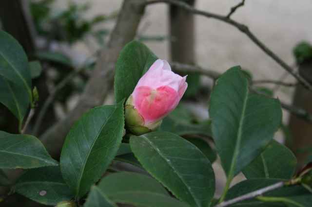 ւ炫