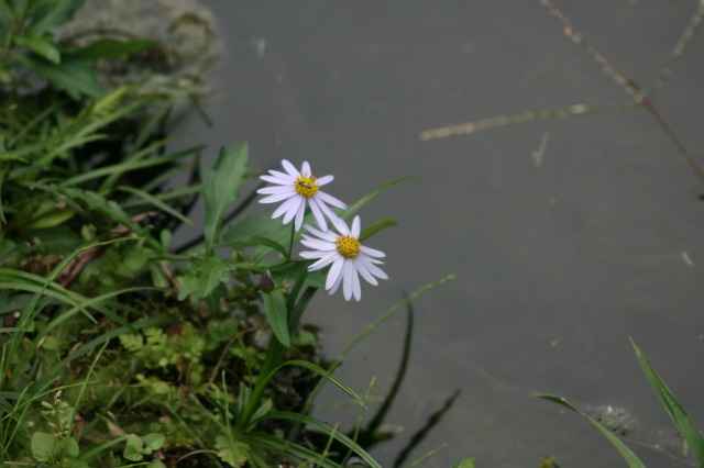 ẻ