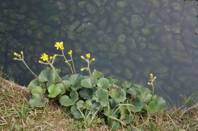 cuL̉