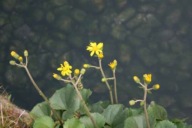 cuL̉