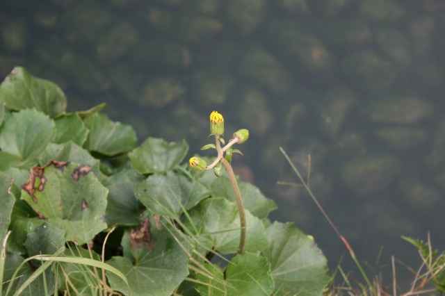 cuL̉