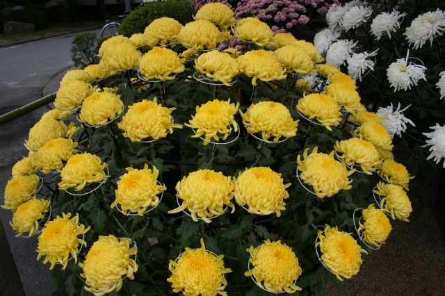 菊花大会の様子その二
