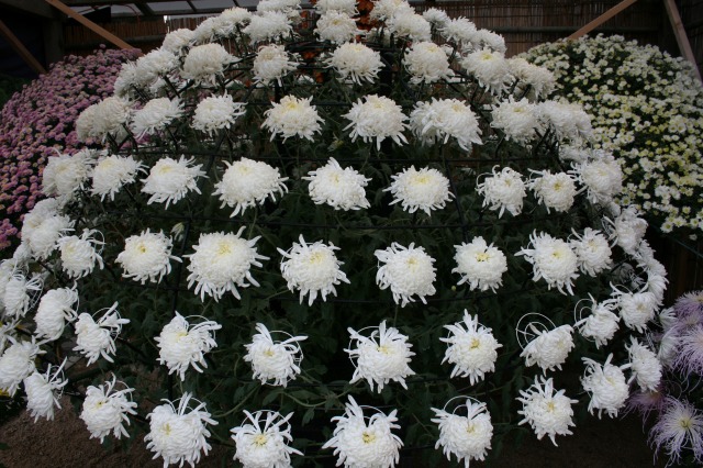 菊花大会の様子その二