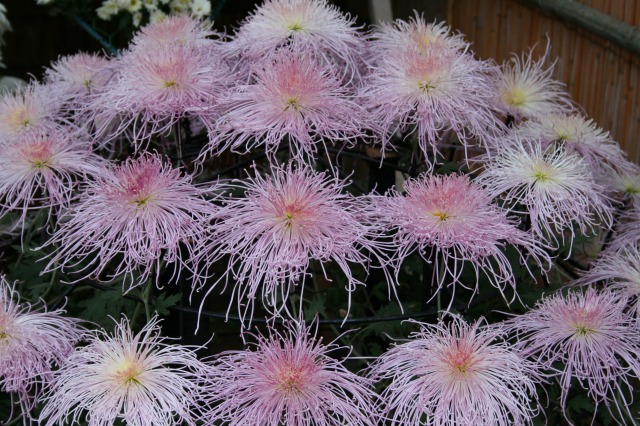 菊花大会の様子その二