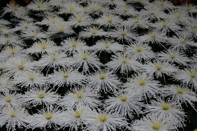 菊花大会の様子その二