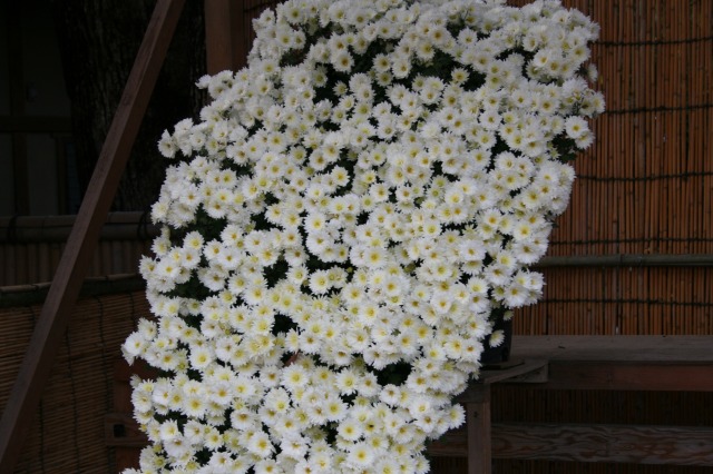 菊花大会の様子その二