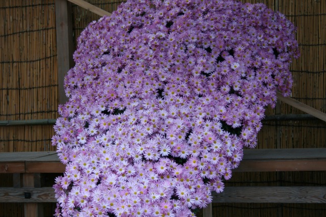 菊花大会の様子その二