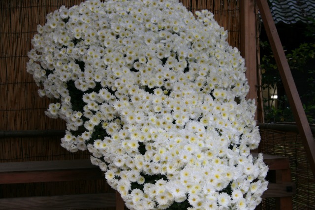 菊花大会の様子その二