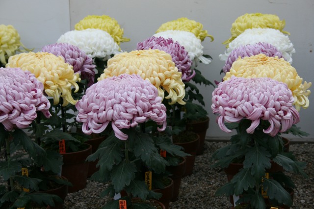 菊花大会の様子その二
