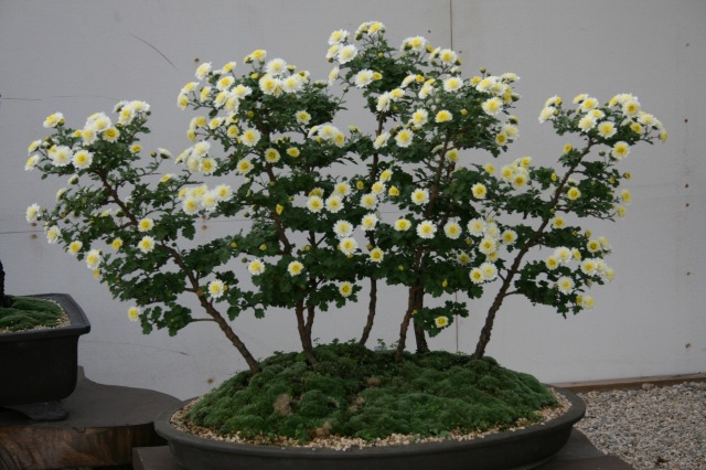 菊花大会の様子その二