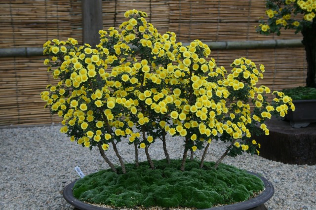 菊花大会の様子その二