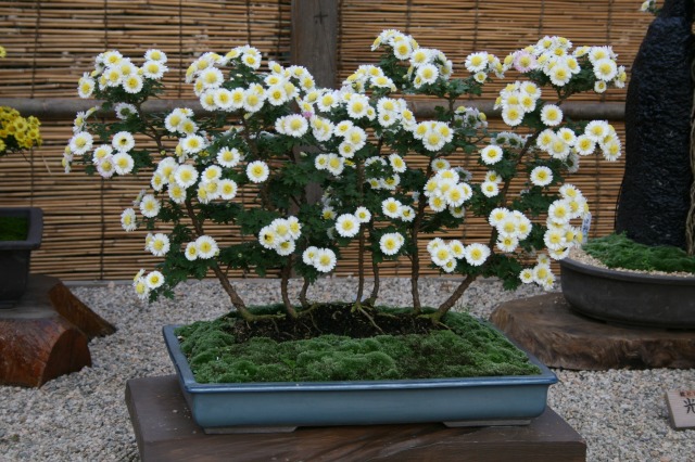 菊花大会の様子その二