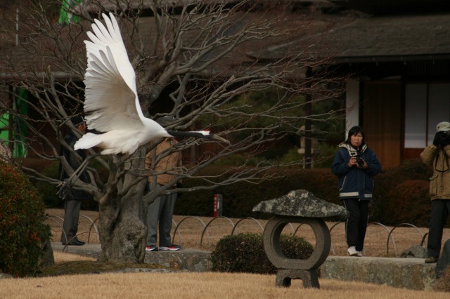 丹頂鶴の飛翔