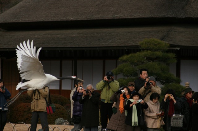 丹頂鶴の飛翔