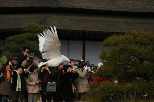 丹頂鶴の飛翔