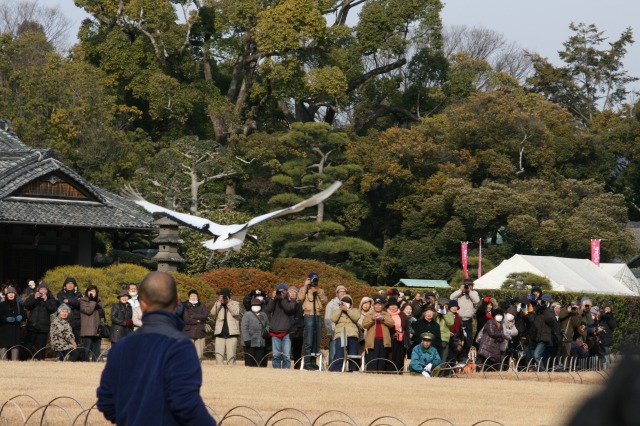 丹頂鶴の飛翔