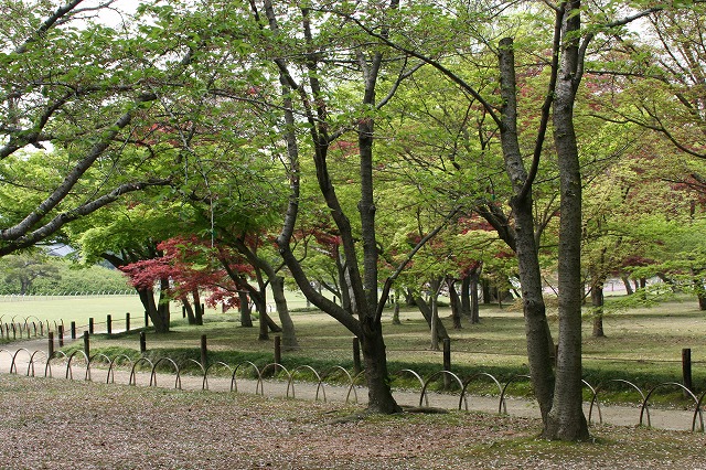 千入の森の紅葉