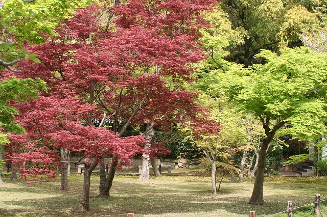 千入の森の紅葉