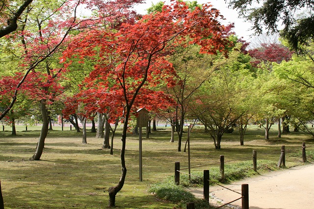 千入の森の紅葉