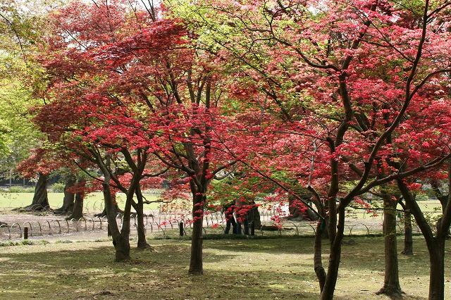 千入の森の紅葉