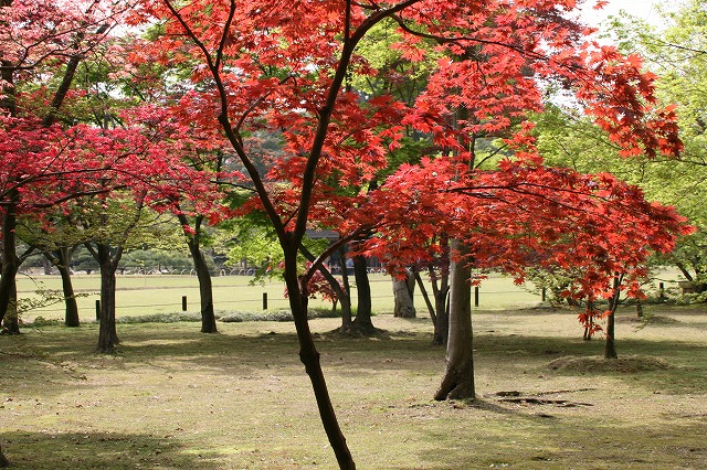 千入の森の紅葉