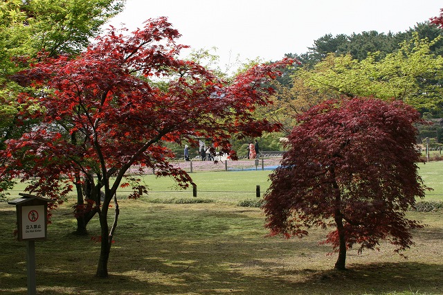 千入の森の紅葉